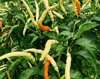 Semillas de pimienta picante tailandesa sroy kai