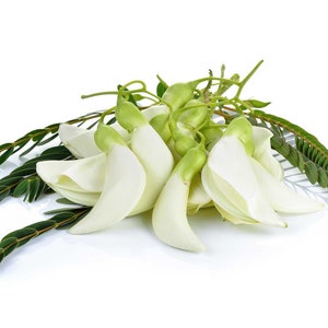 White Sesbania Grandiflora Seed | White Hummingbird | Dokkea (in Thai)
