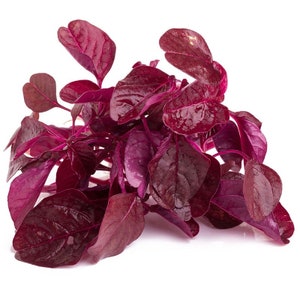 May include: A close-up shot of a cluster of red spinach leaves. The leaves are a deep burgundy color with a glossy texture, and they are arranged in a dense, overlapping pattern. The stems are a vibrant red, and the background is white.