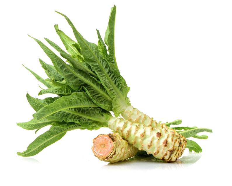 Asparagus lettuce Seed Stem lettuce Wosun Celtuce Etsy