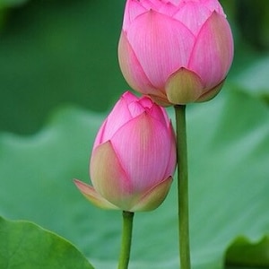 Nelumbo nucifera Seed Indian lotus Sacred lotus Seed Water Lily Seed image 1