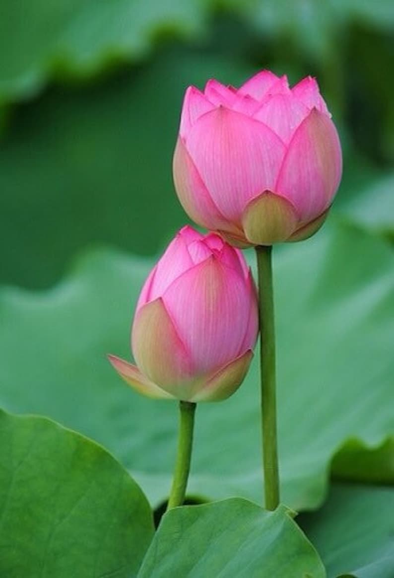 Nelumbo nucifera Seed Indian lotus Sacred lotus Seed Water Lily Seed image 1