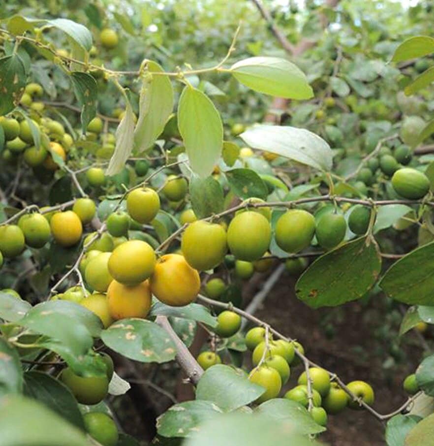 LIVE Indian Jujube Tree Indian Jujubi Dunks Ziziphus Etsy