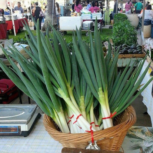 Tokyo Bunching Onion (F1) Seed