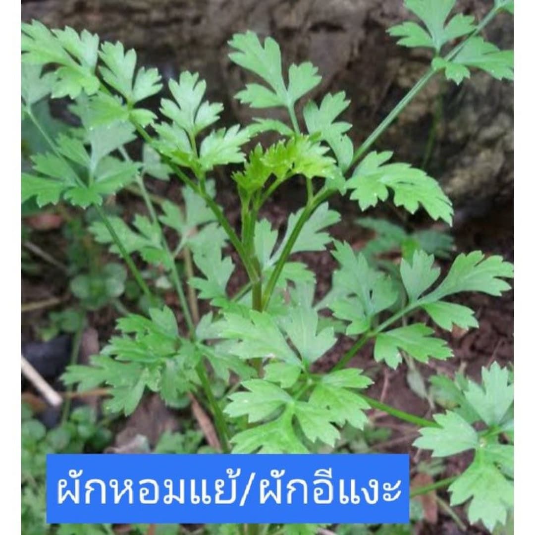 Thai Wild Celery Seed Hom Yeay Seed Etsy