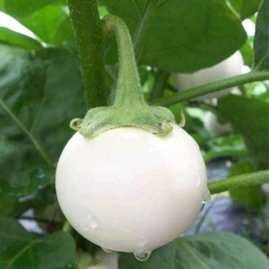 Thai White Star Eggplant Seed | Thai white mini round eggplant seed