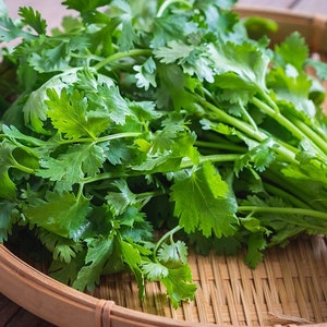 Thai Cilantro Seeds / Coriander Seeds