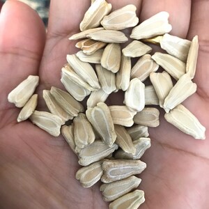 May include: A pile of white sunflower seeds, some with a light brown hue, are held in a person's hand.