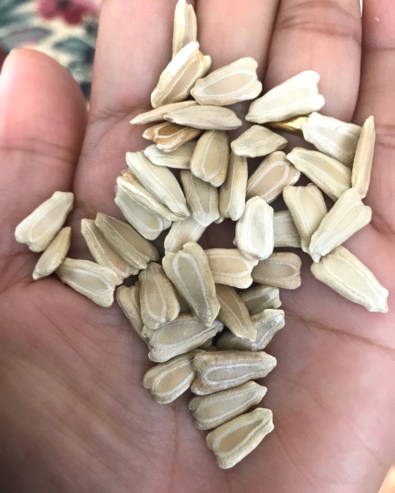 May include: A pile of white sunflower seeds, some with a light brown hue, are held in a person's hand.