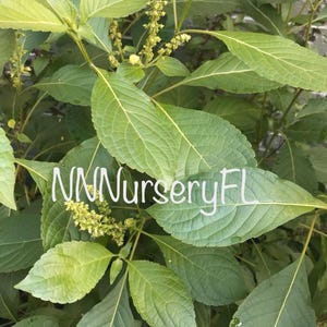 Tree basil Seed, African basil ( Heirloom Ocimum gratissimum seed)
