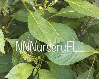 Semilla de albahaca de árbol, albahaca africana (semilla Heirloom Ocimum gratissimum)