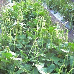 May include: A field of green beans, with long, slender pods and lush green leaves. The beans are growing in rows, with some supported by stakes. The image captures a close-up view of the bean plants in a garden setting.