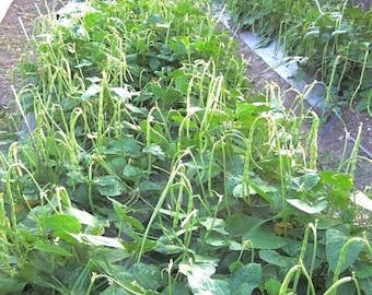 Thai Bush Long Bean (Green) Seed | Yard long bush bean Seed | String bean bush bean seed