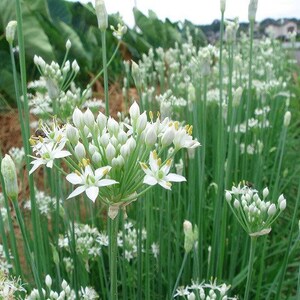 May include: A field of green plants with white flowers. The flowers are in bloom and have a delicate, star-shaped appearance.