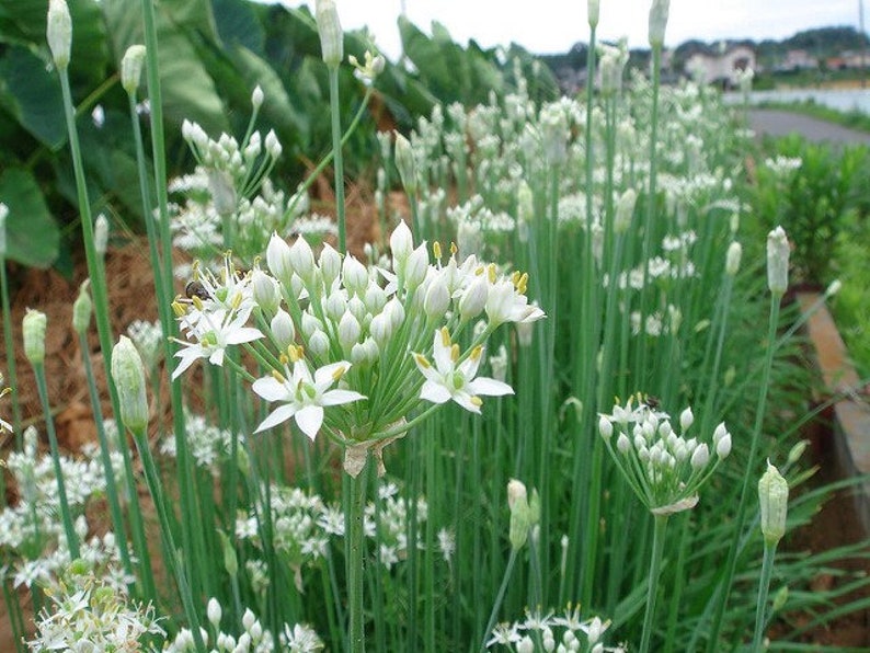 May include: A field of green plants with white flowers. The flowers are in bloom and have a delicate, star-shaped appearance.