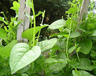 Malabar spinach Seeds (Green)