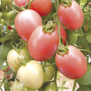 Puede incluir: Primer plano de un racimo de tomates rosados y verdes que crecen en una vid. Los tomates tienen forma ovalada y una piel lisa y brillante.