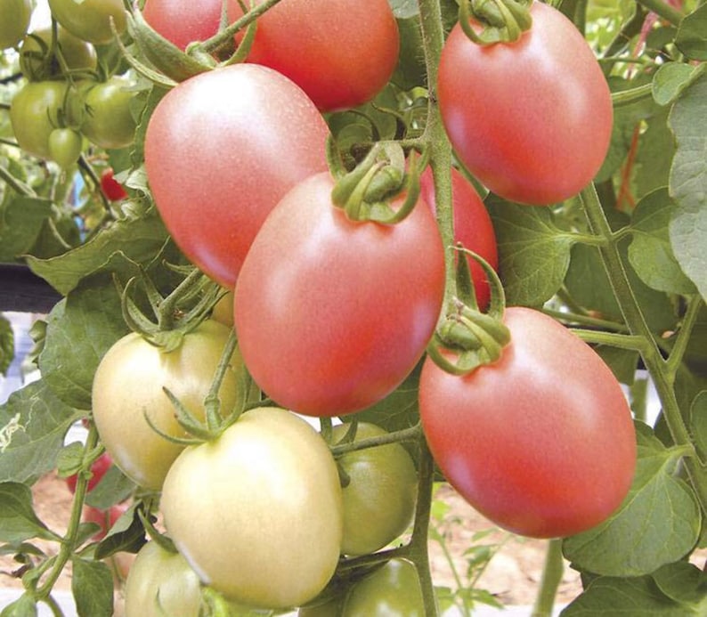 Puede incluir: Primer plano de un racimo de tomates rosados y verdes que crecen en una vid. Los tomates tienen forma ovalada y una piel lisa y brillante.