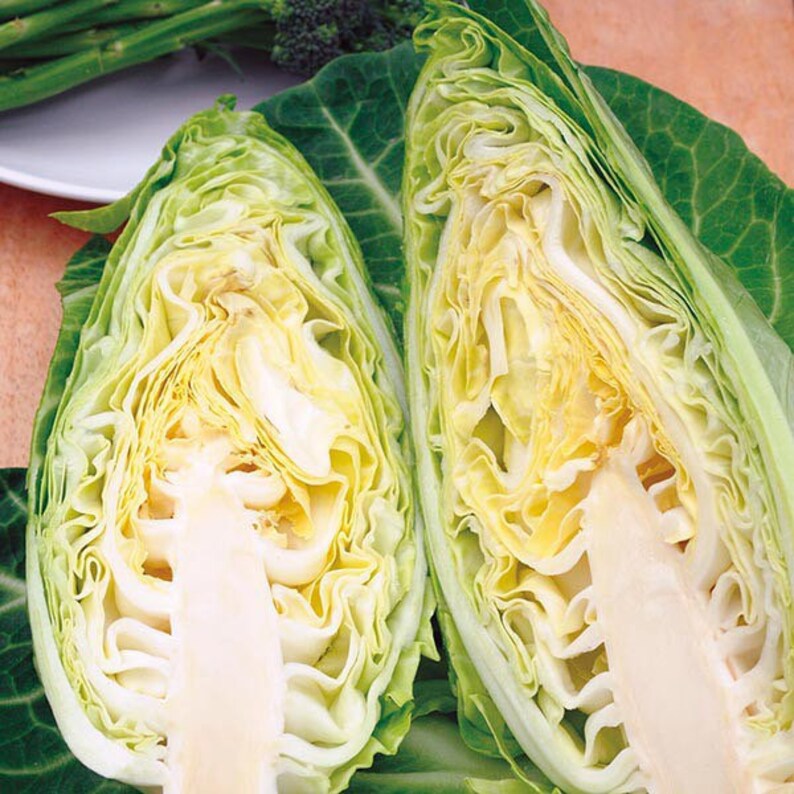 Sweetheart Cabbage Seed Pointed Cabbage Seed Etsy