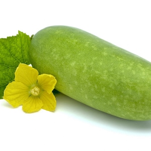 Thai wax gourd (F1 Var. FengThong) | Thai wax melon | Winter melon (F1) Seed