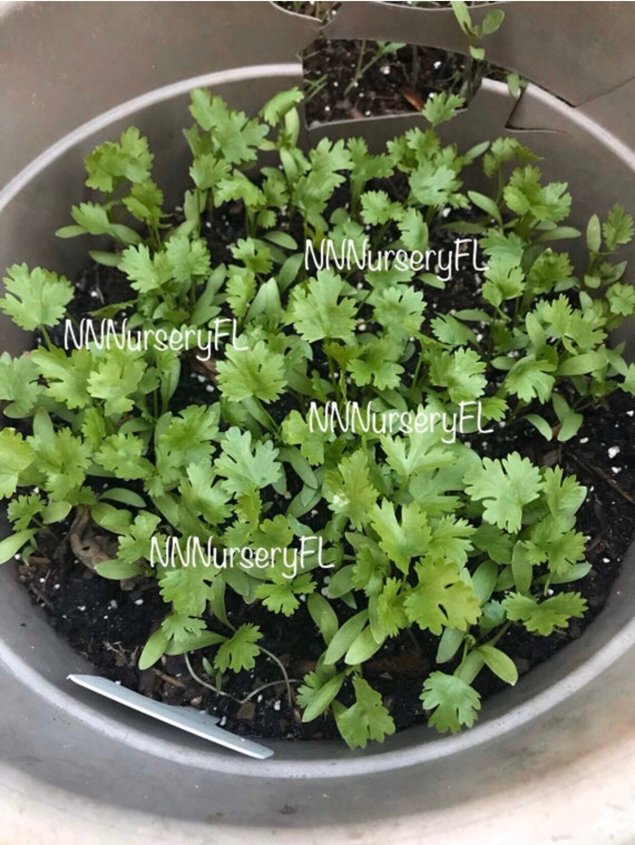 Thai Cilantro Seeds / Coriander Seeds Etsy UK