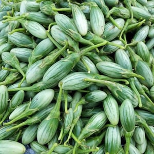 Ablong eggplant Seed | Thai Eggplant Seed (Rugby)