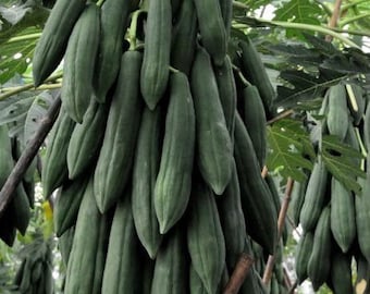 May include: A bunch of green papaya fruits hanging from a tree branch. The papaya fruits are long and slender, and they are arranged in a cluster.