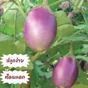 Thai Light Bulb Purple Eggplant Seed