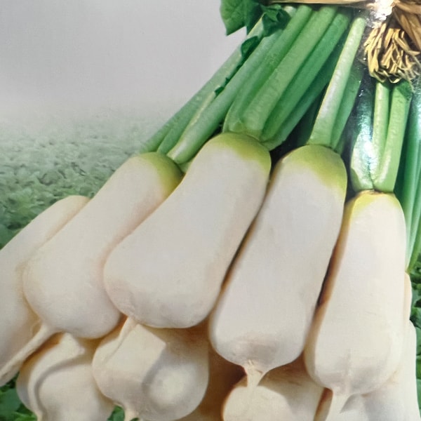 Korean Radish Seeds Etsy