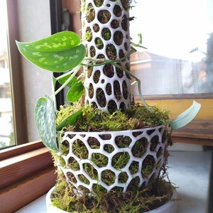 May include: A white, honeycomb-patterned plant support structure filled with green moss and a climbing plant with green and silver leaves. The structure is on a white saucer, creating a visually appealing display for indoor plants.