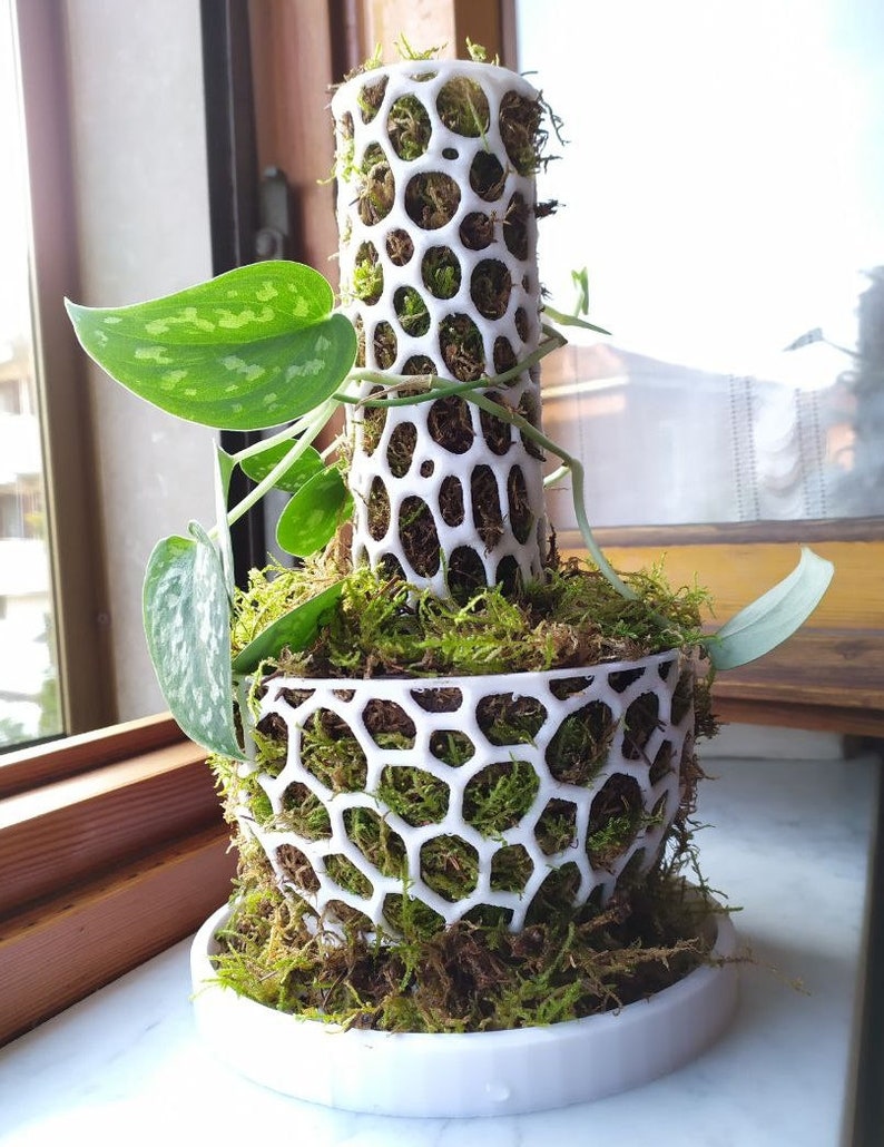 May include: A white, honeycomb-patterned plant support structure filled with green moss and a climbing plant with green and silver leaves. The structure is on a white saucer, creating a visually appealing display for indoor plants.