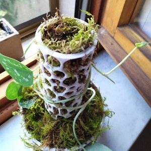 May include: A white, open-weave plant support structure filled with green and brown moss. A green plant with patterned leaves and long vines is growing around the structure. The plant is placed on a windowsill.