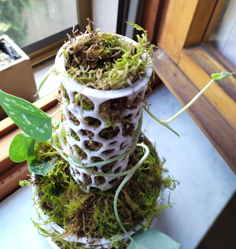 May include: A white, open-weave plant support structure filled with green and brown moss. A green plant with patterned leaves and long vines is growing around the structure. The plant is placed on a windowsill.