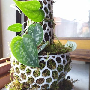 Puede incluir: Una maceta blanca con patrón de panal, llena de musgo verde y una planta trepadora con hojas en forma de corazón. La planta tiene hojas verdes con motas plateadas. La maceta se asienta sobre una base redonda blanca.