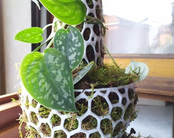 May include: A white, honeycomb-patterned planter with a cylindrical shape, filled with green moss and a climbing plant with heart-shaped leaves. The plant has green leaves with silver speckles. The planter sits on a white, round base.