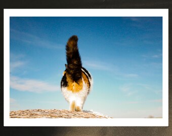 Cat, Farm, Calico, Photography, Print (Available in 3 sizes)