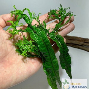 May include: A close-up of a green water fern plant with long, thin leaves. The leaves have a ruffled texture and are arranged in a cluster. The plant is being held in a hand.