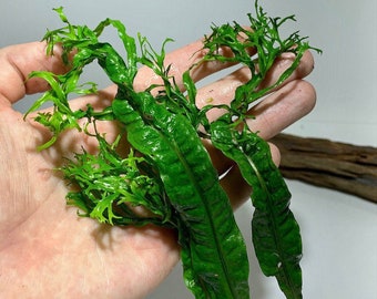 BUY 2 GET 1 FREE Java Fern Windelov Microsorum Pteropus Live Aquarium Plants