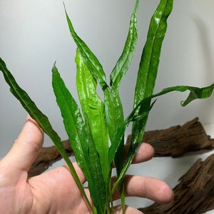 BUY 2 GET 1 FREE Java Fern Microsorum Pteropus Easy Live Aquarium Plants Aquatic Plants image 1