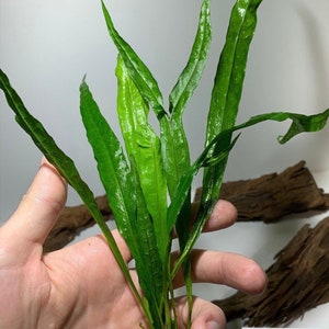 May include: A bunch of green aquatic plants with long, narrow leaves. The plants are held in a hand, with a piece of driftwood visible in the background.
