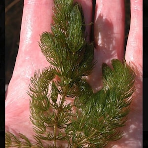 BUY 2 GET 1 FREE Hornwort Coontail Live Fish Tank Plants Aquarium Plant