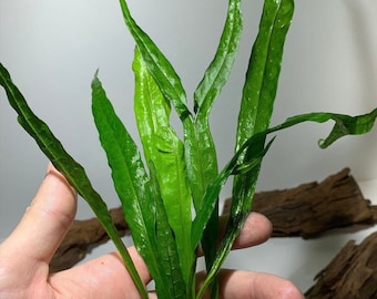 BUY 2 GET 1 FREE Java Fern Microsorum Pteropus Easy Live Aquarium Plants Aquatic Plants