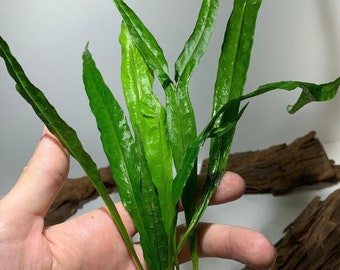 BUY 2 GET 1 FREE Java Fern Microsorum pteropus Easy Live Aquarium Plants