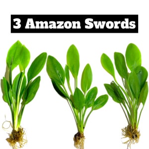 May include: Three green Amazon Sword plants with roots, on a white background. The text "3 Amazon Swords" is above the plants.