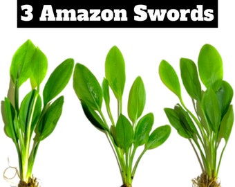 3x Amazon Sword Echinodorus Bleheri Live Aquarium Plants Aquatic Plants