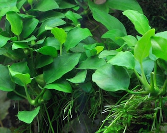 Anubias Nana Barteri Pot Live Aquarium Plant Aquatic Fish Tank Plants BUY 2 GET 1 FREE