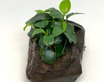 BUY 2 GET 1 FREE Anubias Nana Petite On Driftwood Easy Live Aquarium Plant