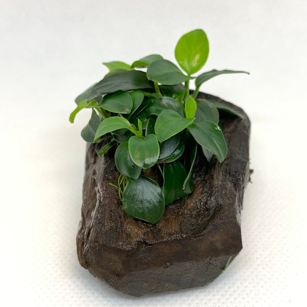 BUY 2 GET 1 FREE Anubias Nana Petite On Driftwood Easy Live Aquarium Plant