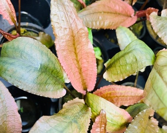 Cryptocoryne Pink Flamingo Crypt Pink Panther Live Aquarium Plants Aquatic Plants BUY 2 GET 1 FREE