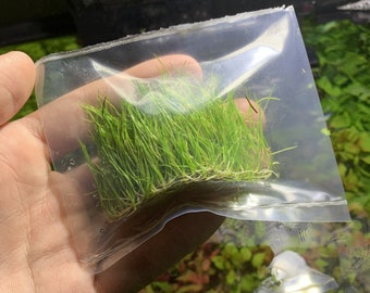 BUY 2 GET 1 FREE Dwarf Hair Grass Eleocharis Parvula Live Aquarium Plants